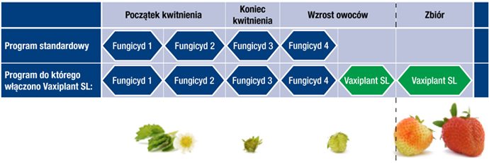 Vaxiplant - truskawka - strategia komplementarności
